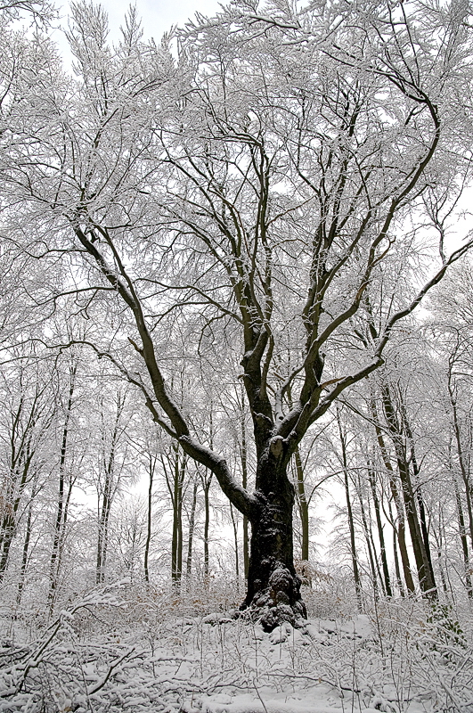 0001 Baum Winter D35_3911 als Smart-Objekt-1 Kopie.jpg
